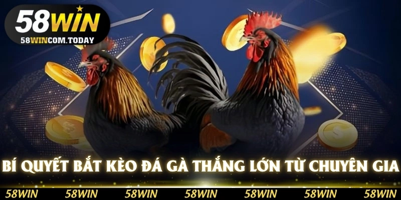 Bí quyết bắt kèo đá gà thắng lớn từ dân chuyên