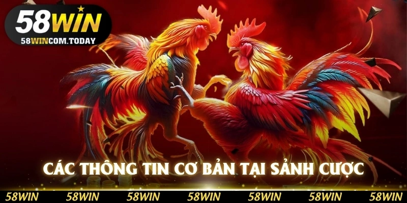 Các thông tin cơ bản có tại sảnh cược