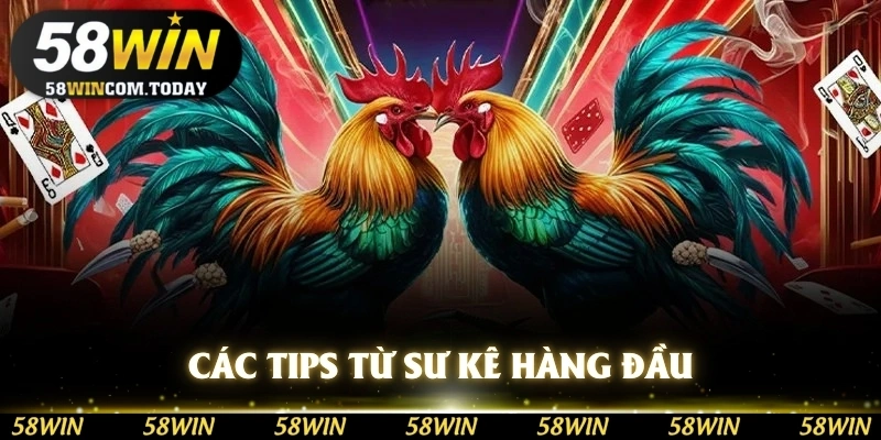 Các tips chia sẻ của sư kê hàng đầu