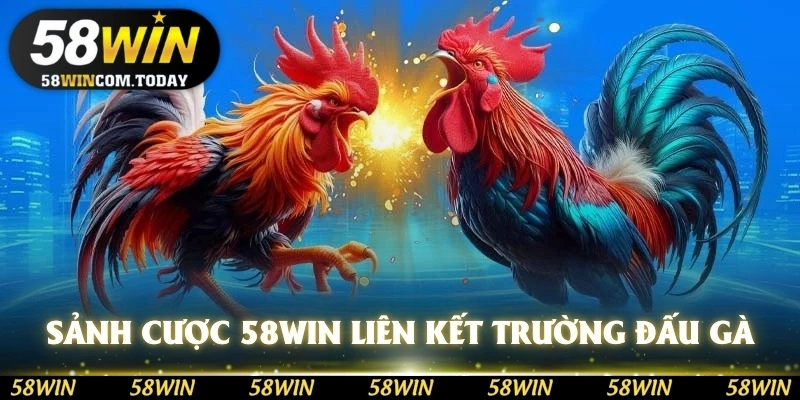 Sảnh cược 58WIN liên kết nhiều trường đấu gà danh tiếng