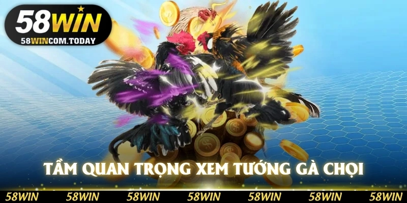Tầm quan trọng của việc xem tướng gà chọi từ 58WIN