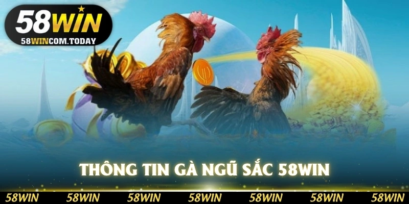 Thông tin gà ngũ sắc 58WIN
