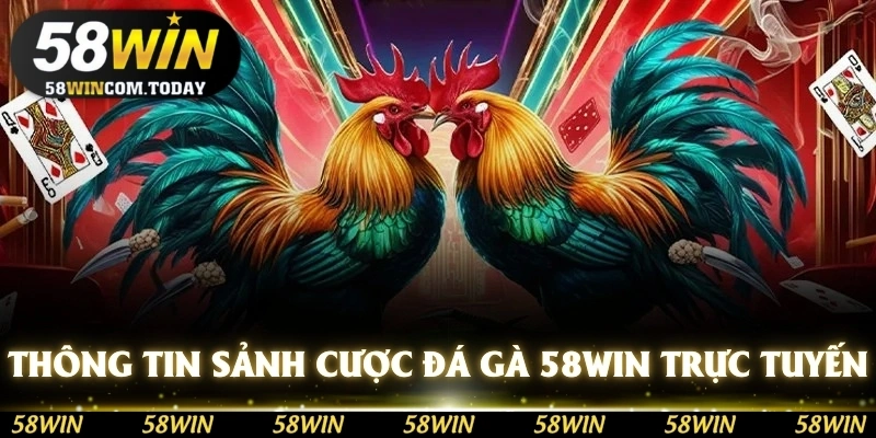 Thông tin chung về sảnh cược đá gà 58WIN trực tuyến