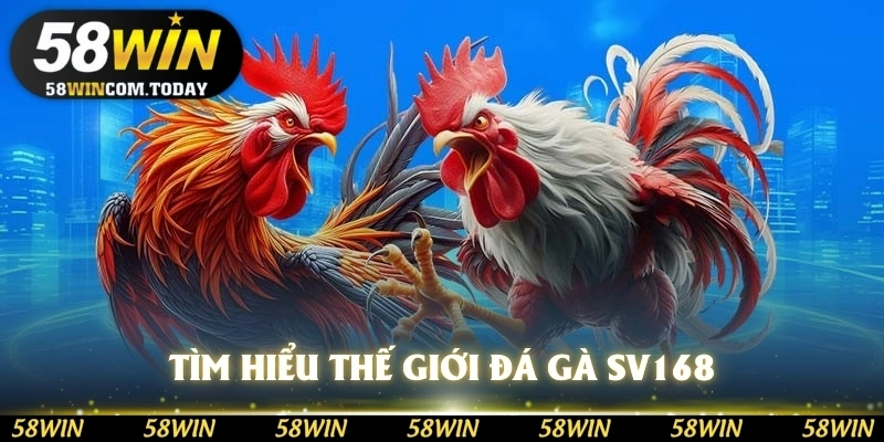 Tìm hiểu thế giới đá gà SV168
