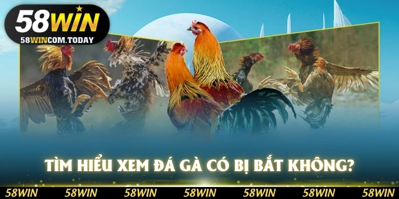 Tìm hiểu việc xem đá gà có bị bắt không? 58WIN